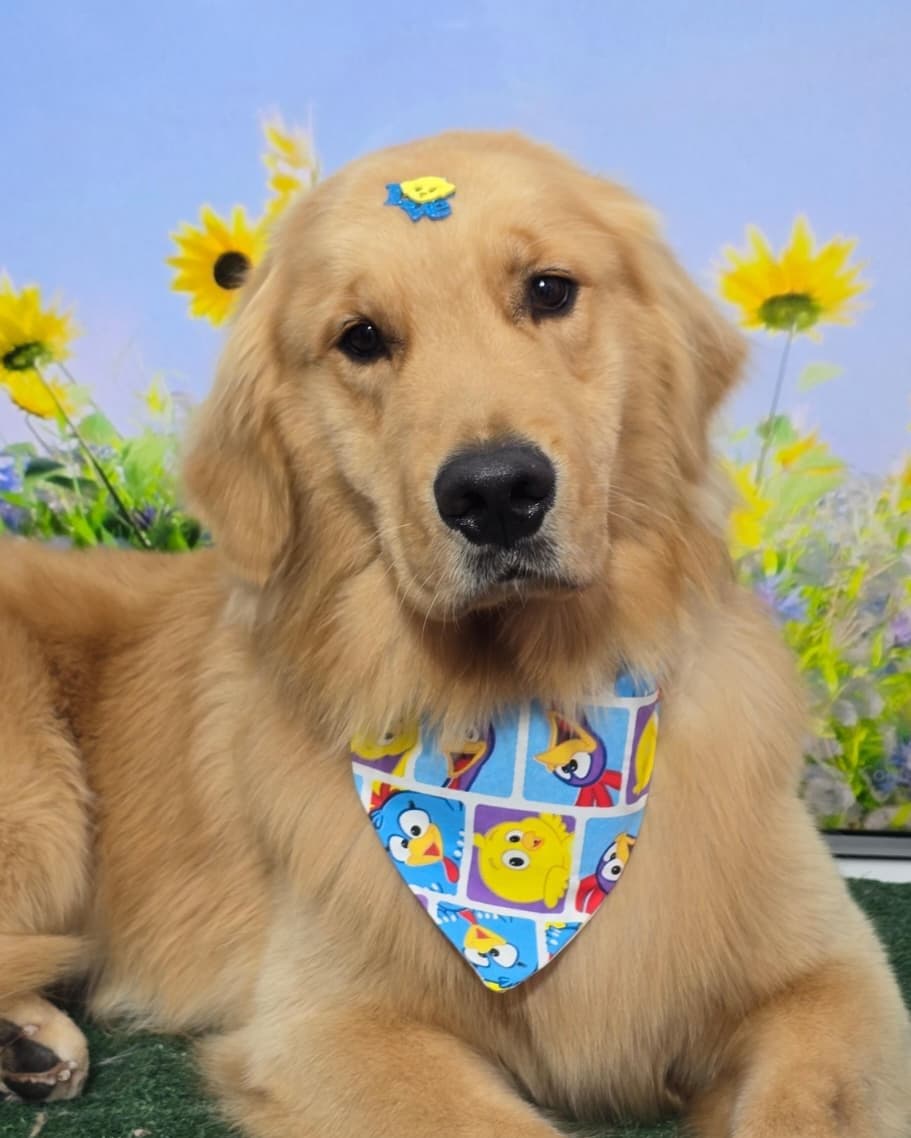 Shurastey, o cãorretor — golden retriever da Aretuza Romanha